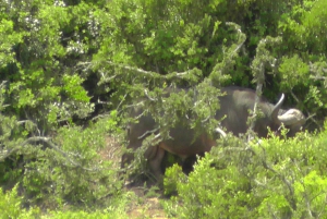 Двухдневная экскурсия в Национальный парк слонов Аддо: Порт-Элизабет