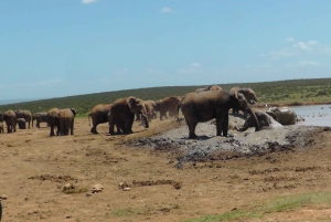 Двухдневная экскурсия в Национальный парк слонов Аддо: Порт-Элизабет