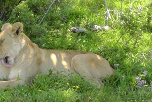 Двухдневная экскурсия в Национальный парк слонов Аддо: Порт-Элизабет