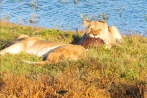 Двухдневная экскурсия в Национальный парк слонов Аддо: Порт-Элизабет