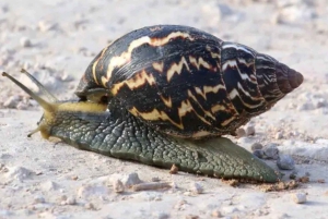 Двухдневная экскурсия в Национальный парк слонов Аддо: Порт-Элизабет