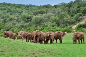 Port Elizabeth: Addo Elephant Park Full-Day Safari