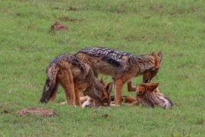 Port Elizabeth: Addo Elephant Park Full-Day Safari