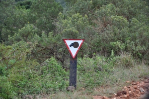 Port Elizabeth: Addo Elephant Park Full-Day Safari