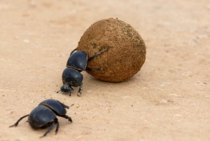 Port Elizabeth: Addo Elephant Park Full-Day Safari