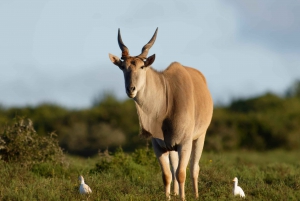 Port Elizabeth: Addo Elephant Park Full-Day Safari