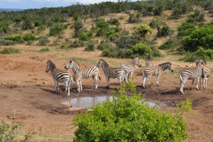 Port Elizabeth: Addo Elephant Park Full-Day Safari