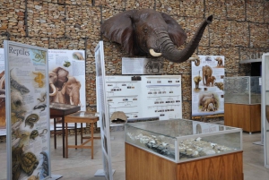 Port Elizabeth: Addo Elephant Park Full-Day Safari