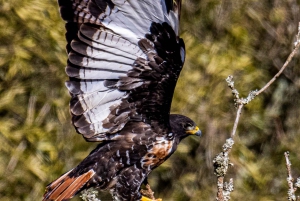 Port Elizabeth: Addo Elephant Park Full-Day Safari