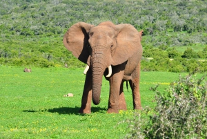 Port Elizabeth: Addo Elephant Park Full-Day Safari