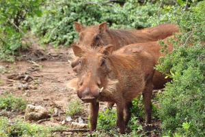 Port Elizabeth: Addo Elephant Park Full-Day Safari