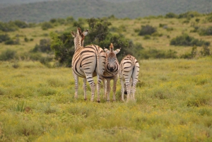 Port Elizabeth: Addo Elephant Park Full-Day Safari