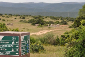 Port Elizabeth: Addo Elephant Park Full-Day Safari