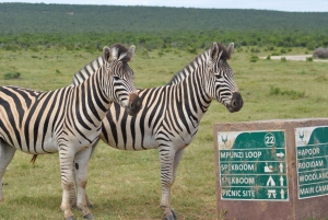 Port Elizabeth: Addo Elephant Park Full-Day Safari