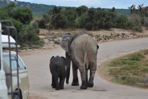 Port Elizabeth: Addo Elephant Park Full-Day Safari
