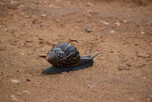 Port Elizabeth: Addo Elephant Park Full-Day Safari