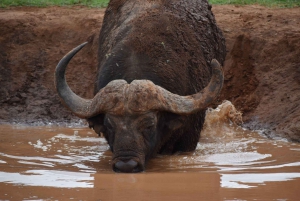 Port Elizabeth: Addo Elephant Park Full-Day Safari