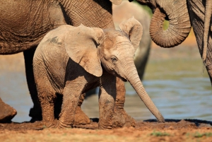Port Elizabeth: Addo Elephant Park Safari Full-Day Tour