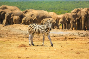 Port Elizabeth: Addo Elephant Park Safari Full-Day Tour