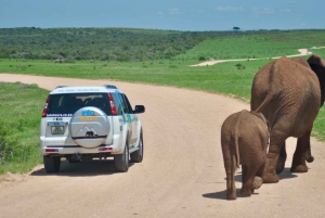 Port Elizabeth: Addo Elephant Park Safari Full-Day Tour