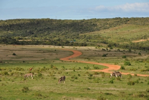 Port Elizabeth: Addo Elephant Park Safari Full-Day Tour