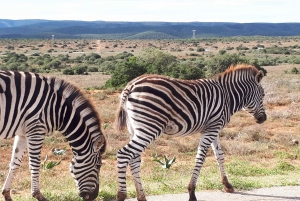 Port Elizabeth: Addo Elephant Park Safari Full-Day Tour