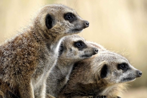 Port Elizabeth: Addo Elephant Park Safari Full-Day Tour