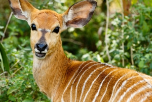 Port Elizabeth: Addo Elephant Park Safari Full-Day Tour