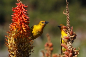 Port Elizabeth: Addo Elephant Park Safari Full-Day Tour