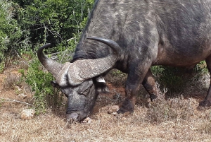 Port Elizabeth: Addo Elephant Park Safari Full-Day Tour