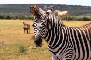 Port Elizabeth: Addo Elephant Park Safari Full-Day Tour