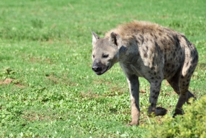 Port Elizabeth: Addo Elephant Park Safari Full-Day Tour