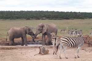 Port Elizabeth: Addo Elephant Park Safari Full-Day Tour
