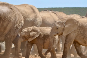 Port Elizabeth: Addo Elephant Park Safari Full-Day Tour
