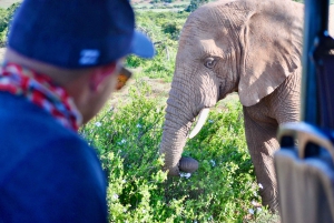 Port Elizabeth: Addo Elephant Park Safari Full-Day Tour