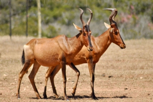 Port Elizabeth: Addo Elephant Park Safari Full-Day Tour