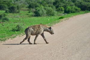 Port Elizabeth: Addo Elephant Park Safari Full-Day Tour