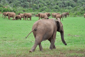 Port Elizabeth: Addo Elephant Park Safari Full-Day Tour