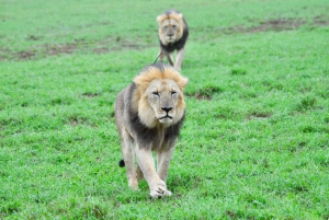 Port Elizabeth: Addo Elephant Park Safari Full-Day Tour