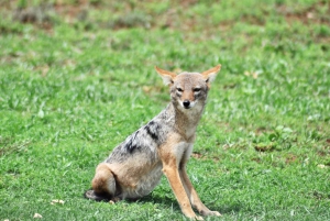 Port Elizabeth: Addo Elephant Park Safari Full-Day Tour