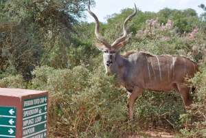 Port Elizabeth: Addo Elephant Park Safari Full-Day Tour