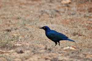 Port Elizabeth: Addo Elephant Park Safari Full-Day Tour