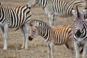 Port Elizabeth: Addo Elephant Park Safari Full-Day Tour