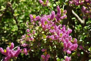 Port Elizabeth: Addo Elephant Park Safari Full-Day Tour