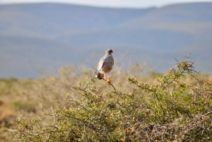 Port Elizabeth: Addo Elephant Park Safari Full-Day Tour