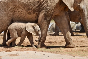 Порт-Элизабет: сафари в парке Аддо – береговая экскурсия + трансфер
