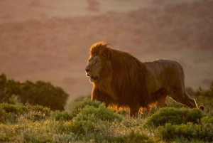Порт-Элизабет: сафари в парке Аддо – береговая экскурсия + трансфер
