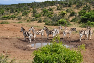 Порт-Элизабет: сафари в парке Аддо – береговая экскурсия + трансфер