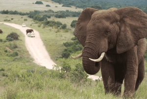 Порт-Элизабет: сафари в парке Аддо – береговая экскурсия + трансфер