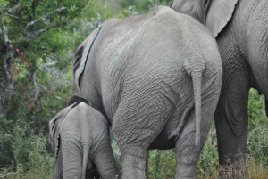 Порт-Элизабет: сафари в парке Аддо – береговая экскурсия + трансфер
